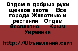 Отдам в добрые руки щенков енота. - Все города Животные и растения » Отдам бесплатно   . Крым,Украинка